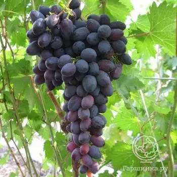 Виноград столовый Атаман