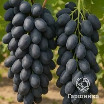 Виноград Вернисаж столовый