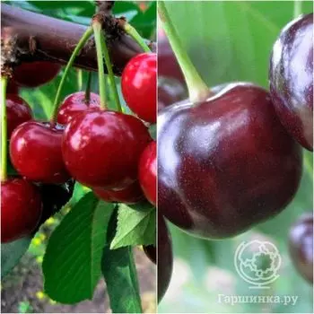 Вишня 2 в 1: Ивановка/Факел