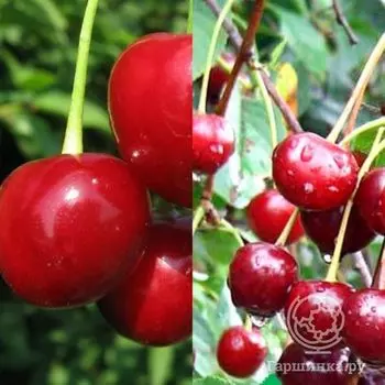 Вишня 2 в 1: Любская/Молодежная