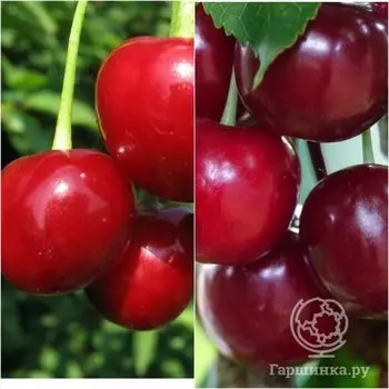 Вишня 2 в 1: Любская/Владимирская