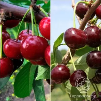 Вишня 2 в 1: Надежда/Ивановка