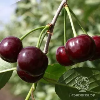 Вишня Булатниковская