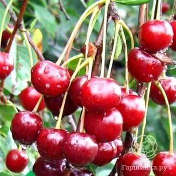 Вишня Молодежная