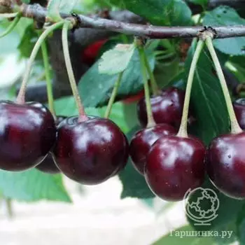 Вишня Превосходная Колесникова