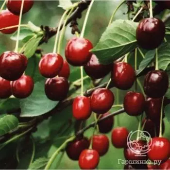 Вишня Русинка
