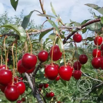 Вишня Шакировская