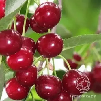 Вишня Уральская рубиновая