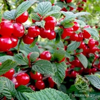 Вишня Войлочная