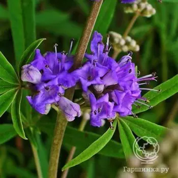 Витекс священный Латифолия