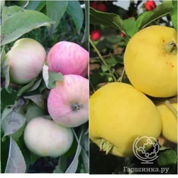 Яблоня 2 в 1: Грушовка Московская/Китайка золотая ранняя