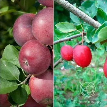 Яблоня 2 в 1: Спартан/Китайка Долго