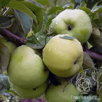 Яблоня Антоновка обыкновенная с/п