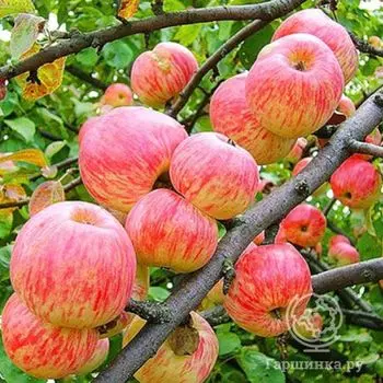 Яблоня Авенариус