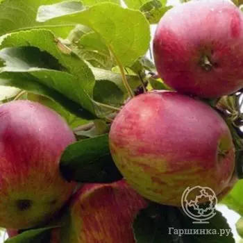 Яблоня Бельфлер башкирский