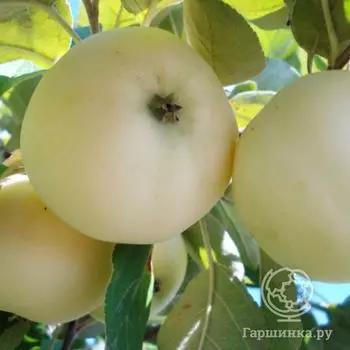 Яблоня Белый налив