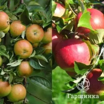 Яблоня Болотовское + опылитель