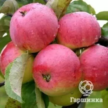 Яблоня Боровинка