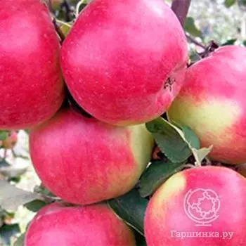 Яблоня Брусничное с/п