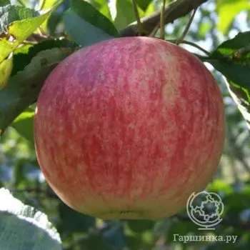 Яблоня Бутуз