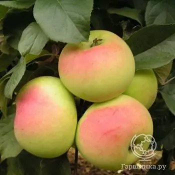 Яблоня Данила Имрус