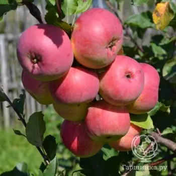 Яблоня ВЭМ розовый