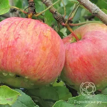 Яблоня Десертное Петрова с/п