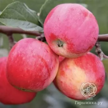 Яблоня Горнист