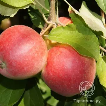 Яблоня Хвалынское