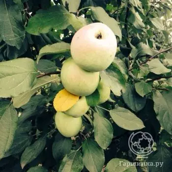 Яблоня Исетское позднее с/п