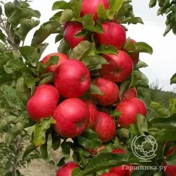 Яблоня Поэзия колоновидная
