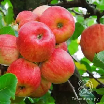 Яблоня Кондратьевское