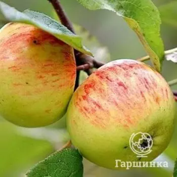 Яблоня Коричное полосатое