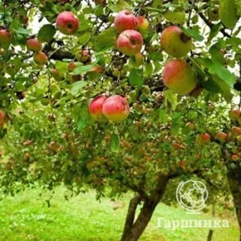 Яблоня Коробовка