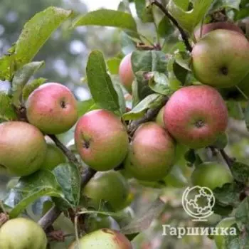 Яблоня Краса Свердловская