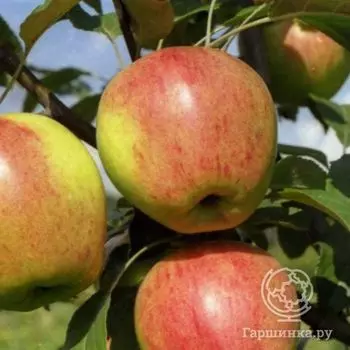 Яблоня Курнаковское с/п