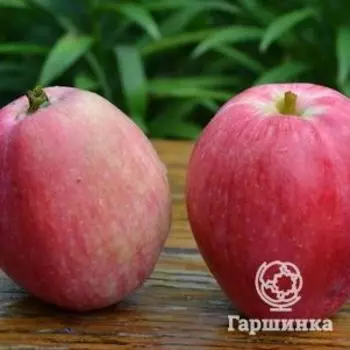 Яблоня Летнее полосатое с/п