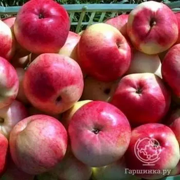 Яблоня Марат Басурин