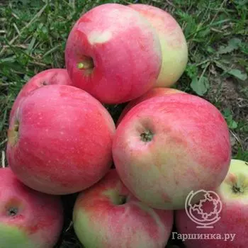 Яблоня Министр Кисилев с/п