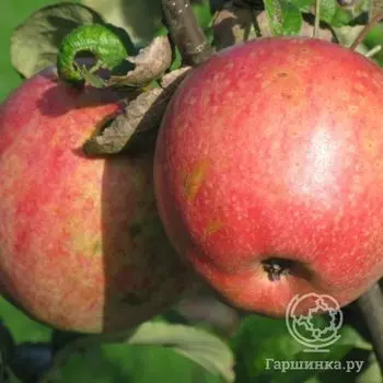 Яблоня Мирное с/п