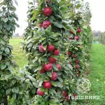 Яблоня Московское ожерелье