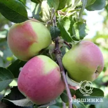 Яблоня Настенька