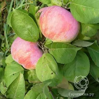 Яблоня Орловим