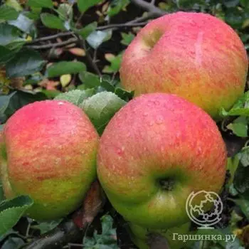 Яблоня Орловское полосатое