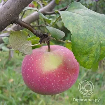 Яблоня Осенняя радость