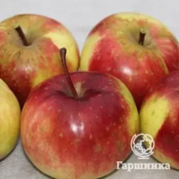 Яблоня Память Сюбаровой