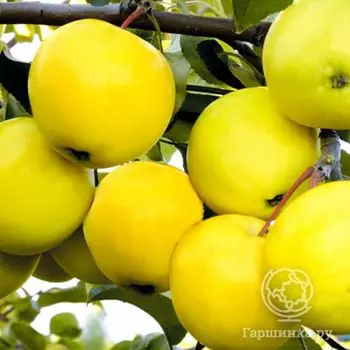 Яблоня Папиро Янтарное, Питомник Школьный сад