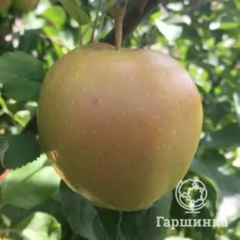 Яблоня Пинк Перл красномясая (Стандарт)