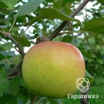 Яблоня Ренет Юбилейный