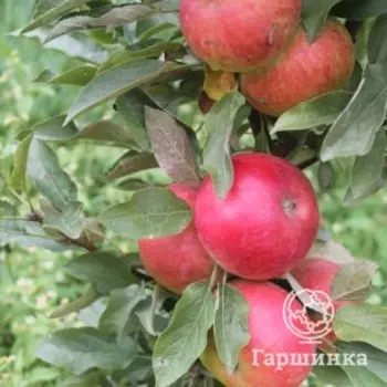 Яблоня Сенатор колоновидная